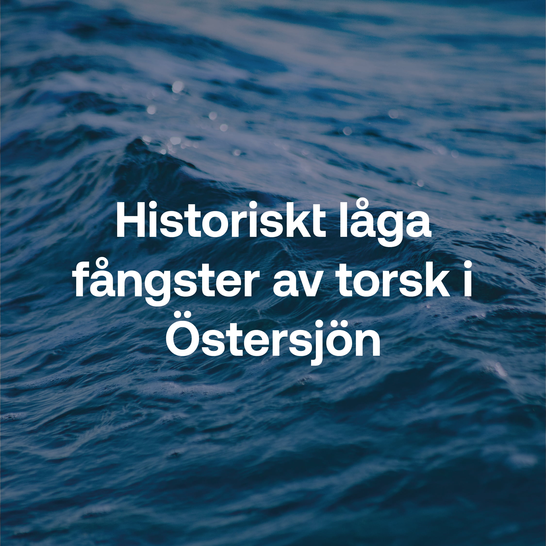Historiskt låga fångster av torsk i Östersjön.