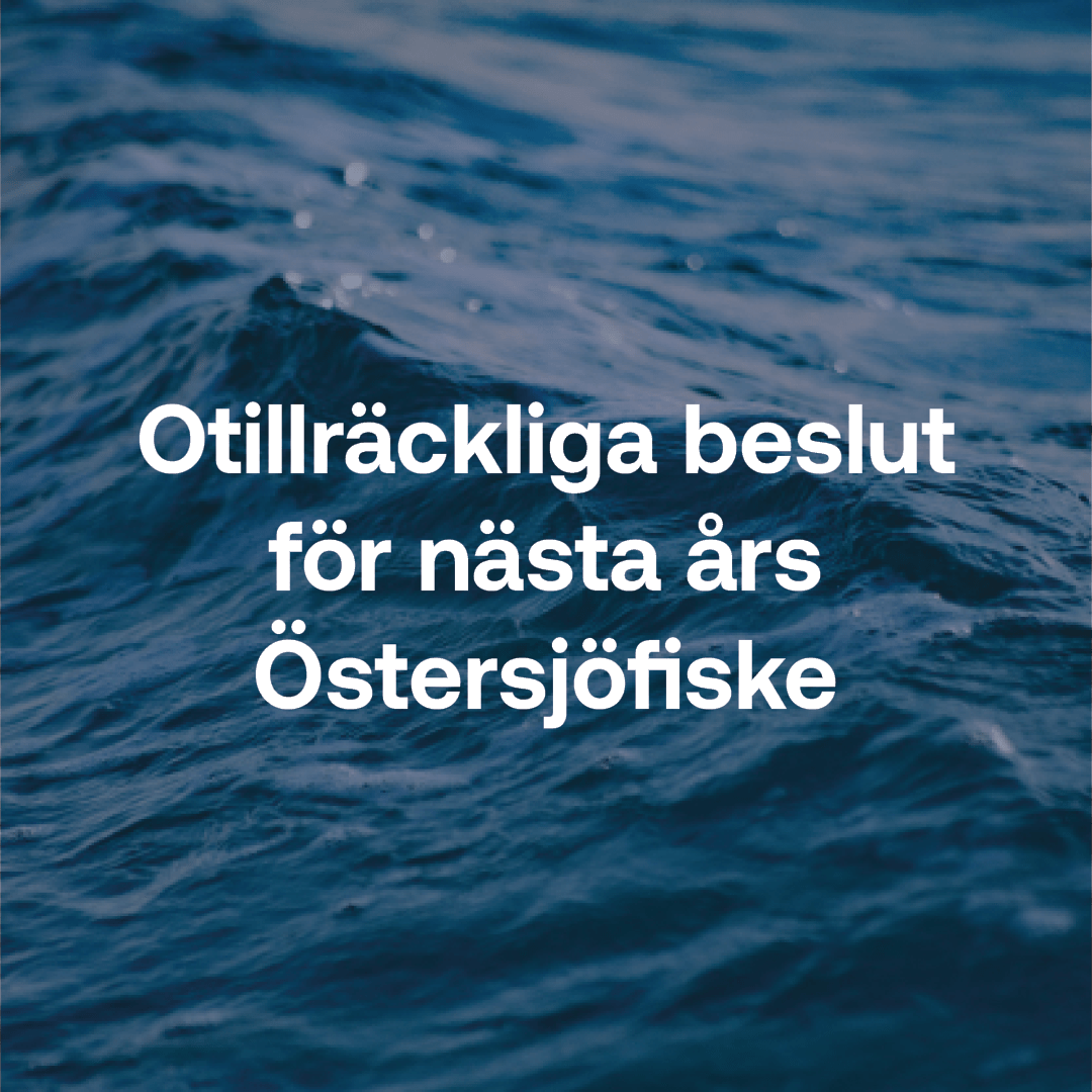 Otillräckliga beslut för nästa års Östersjöfiske.