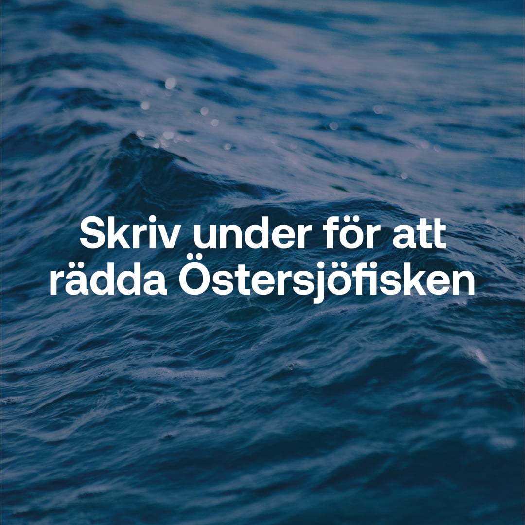 Skriv under för att rädda Östersjöfisken.