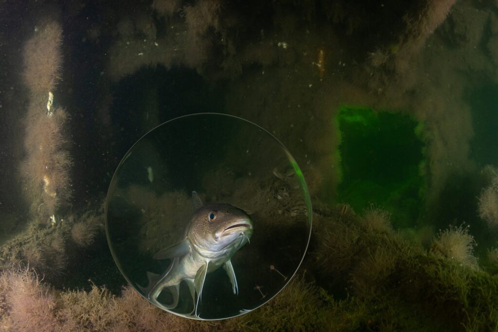 En torsk i vattnet omgiven av sjögräs.